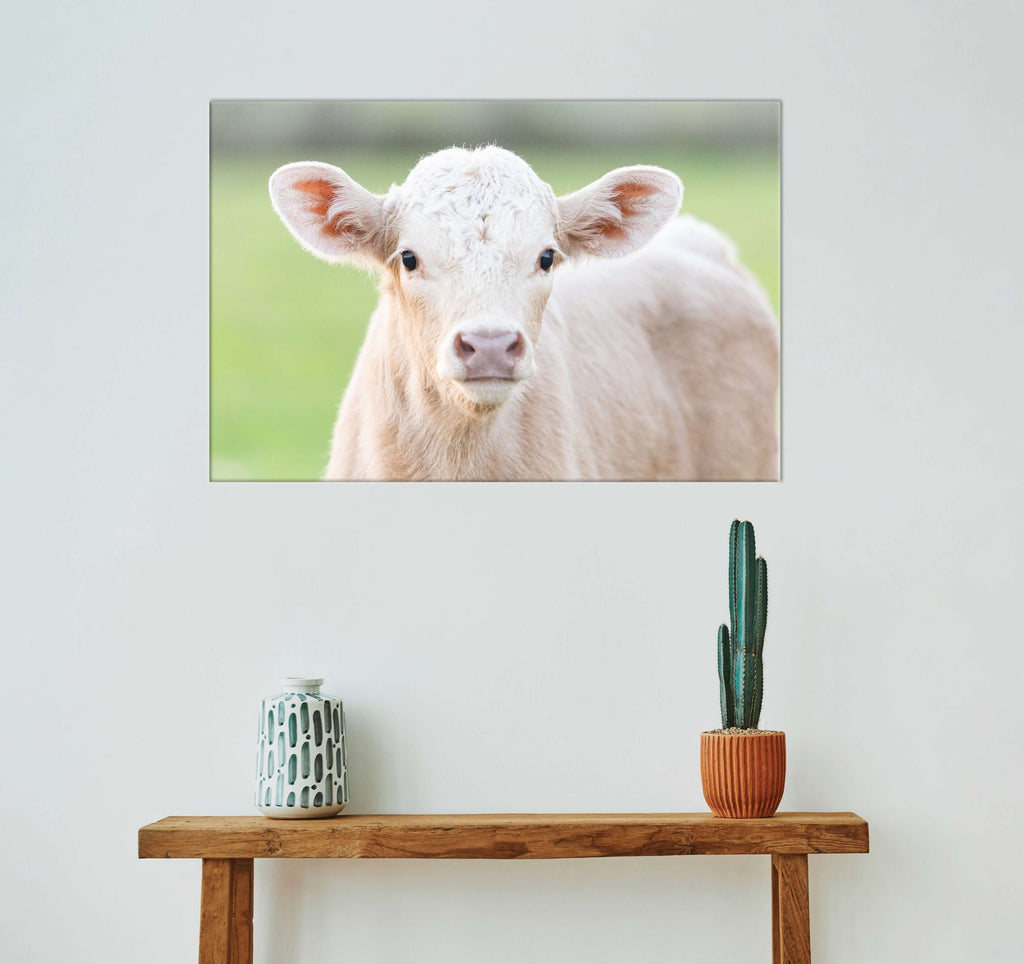 Charolais Calf Canvas Wall Art