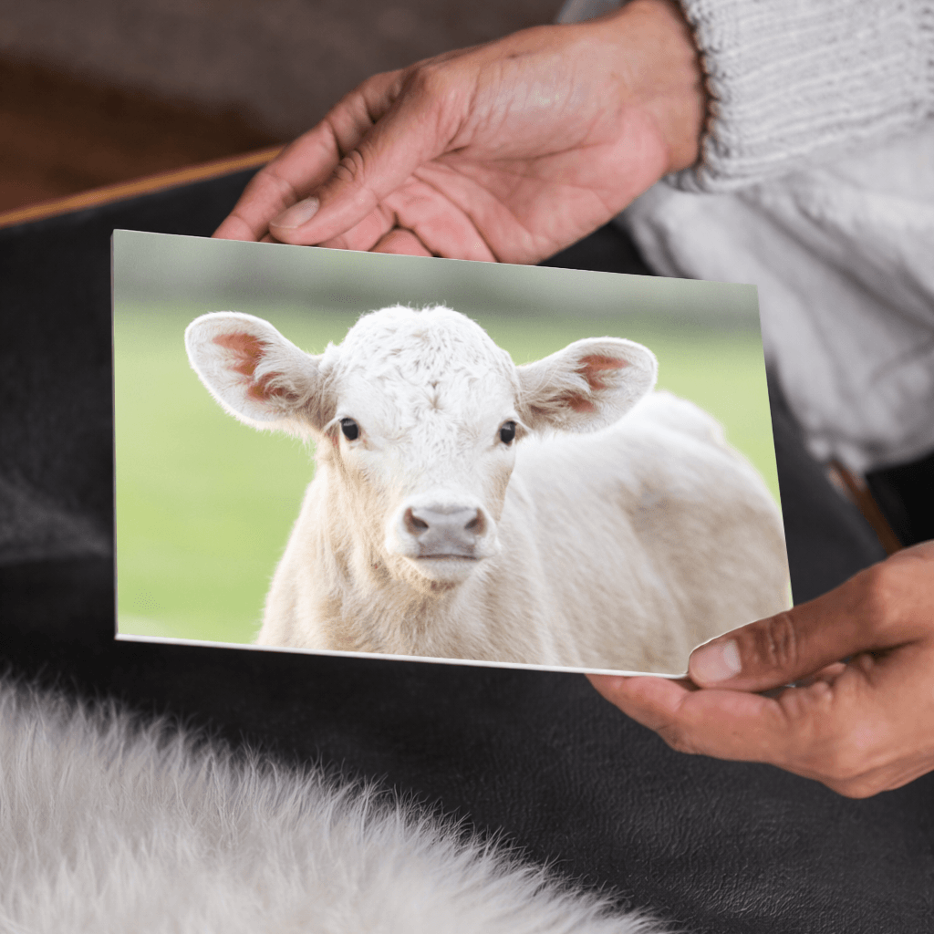 Charolais Calf Canvas Wall Art