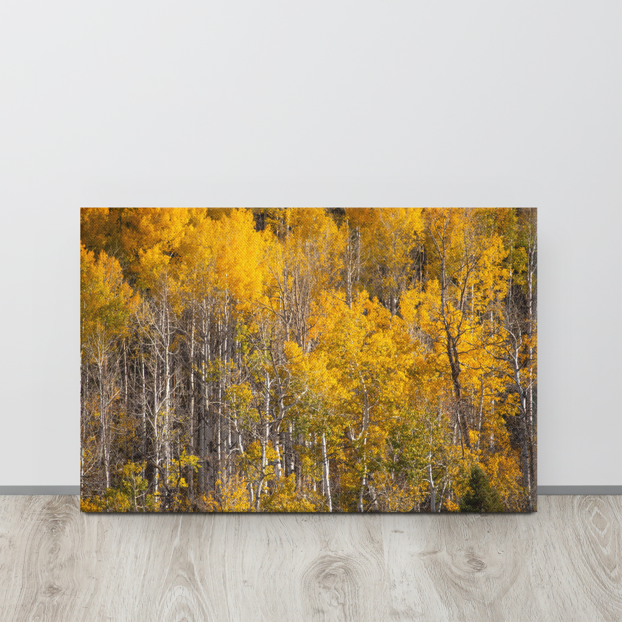 Birch Trees in Fall | Idaho Aspen Trees Canvas Wall Art