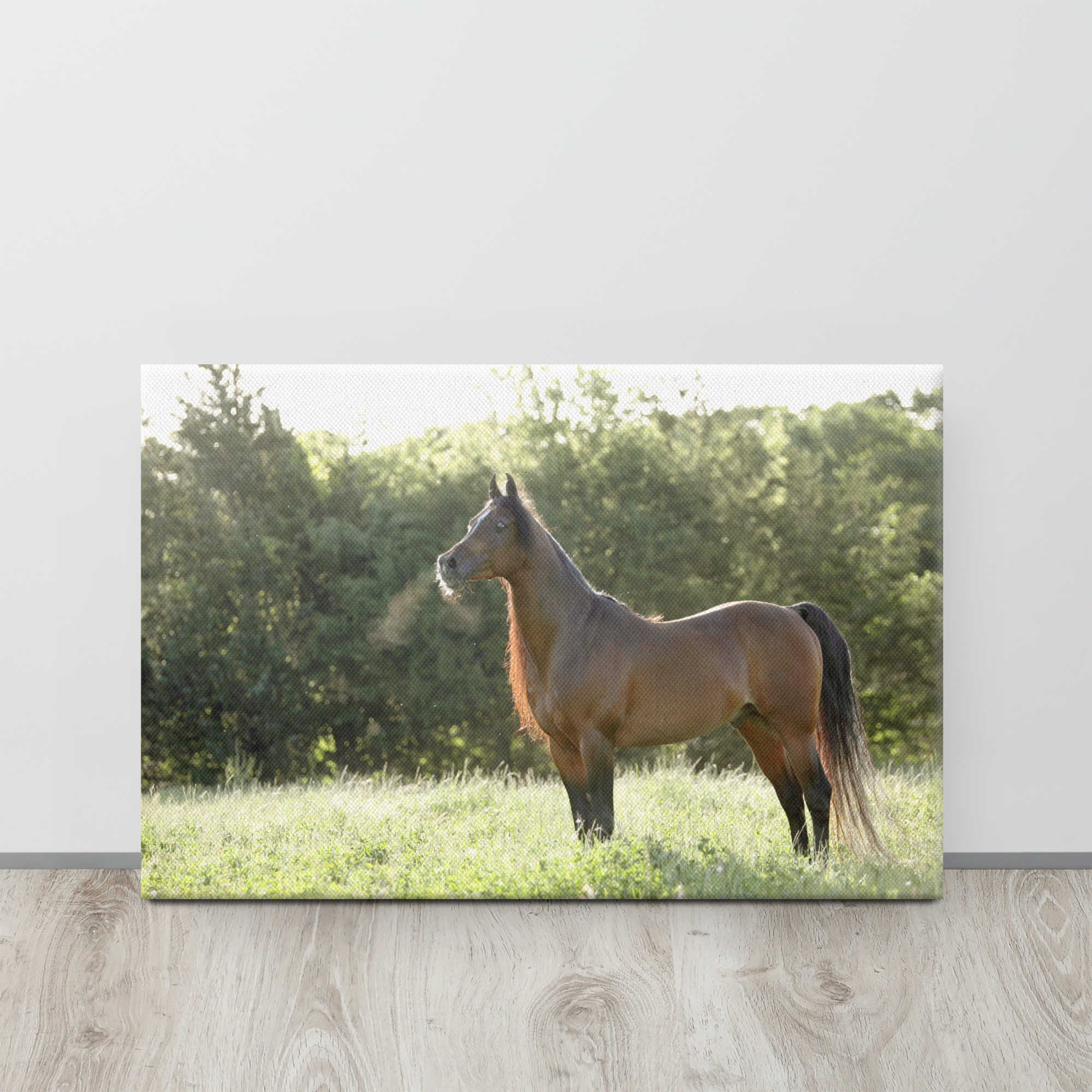 Horse in the Meadow Canvas Wall Art