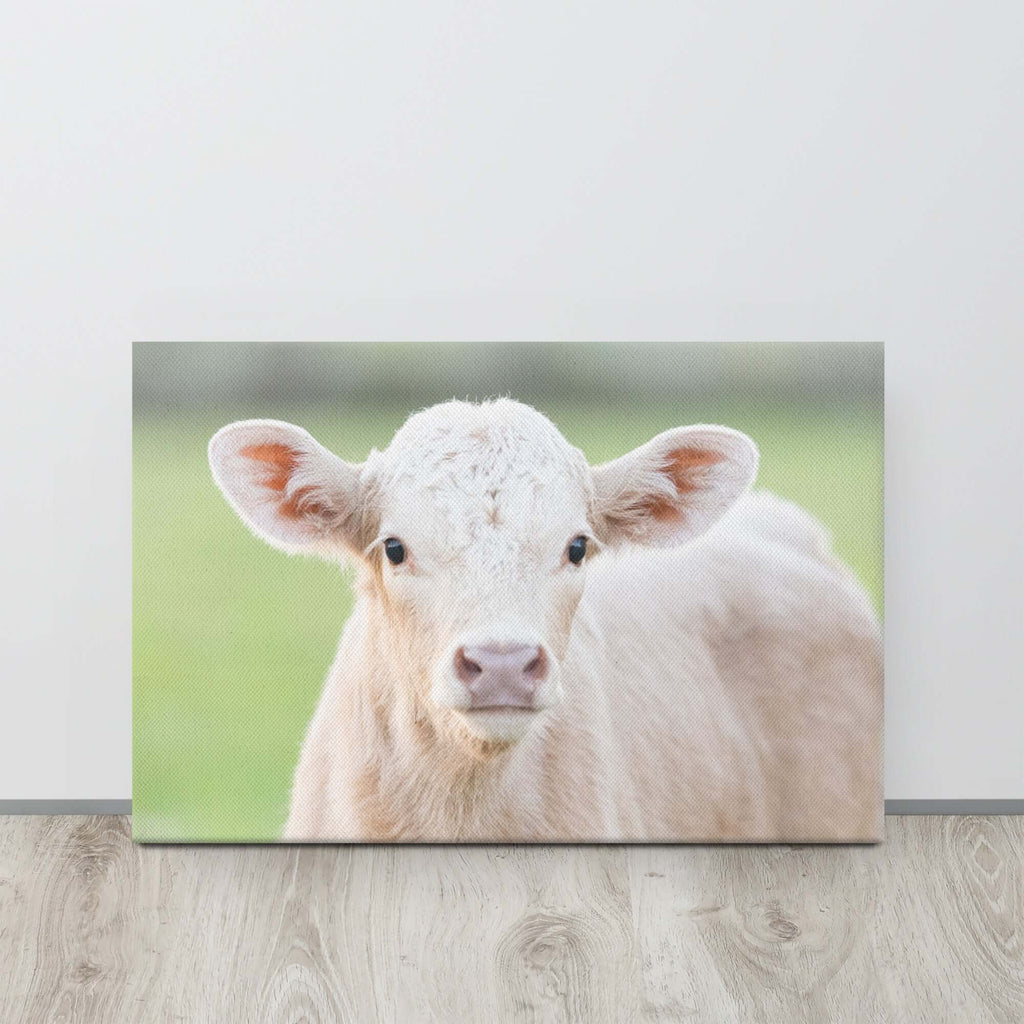 Charolais Calf Canvas Wall Art
