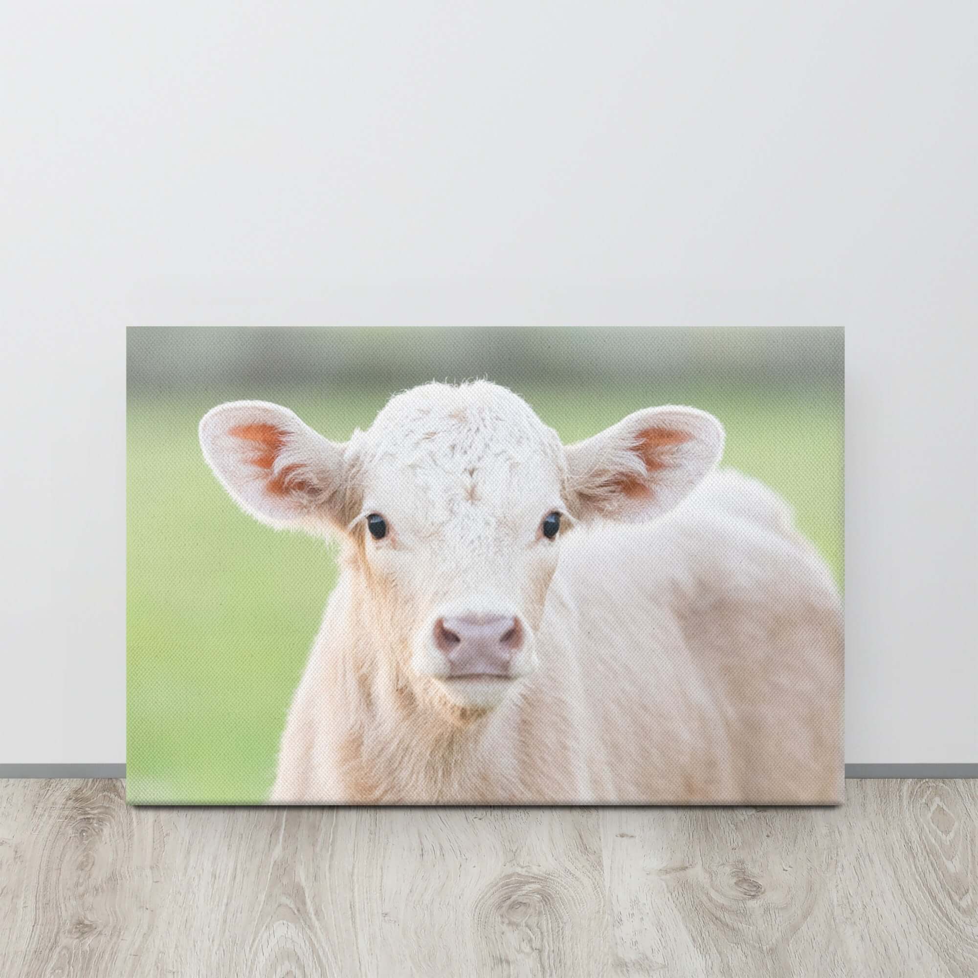 Charolais Calf Canvas Wall Art