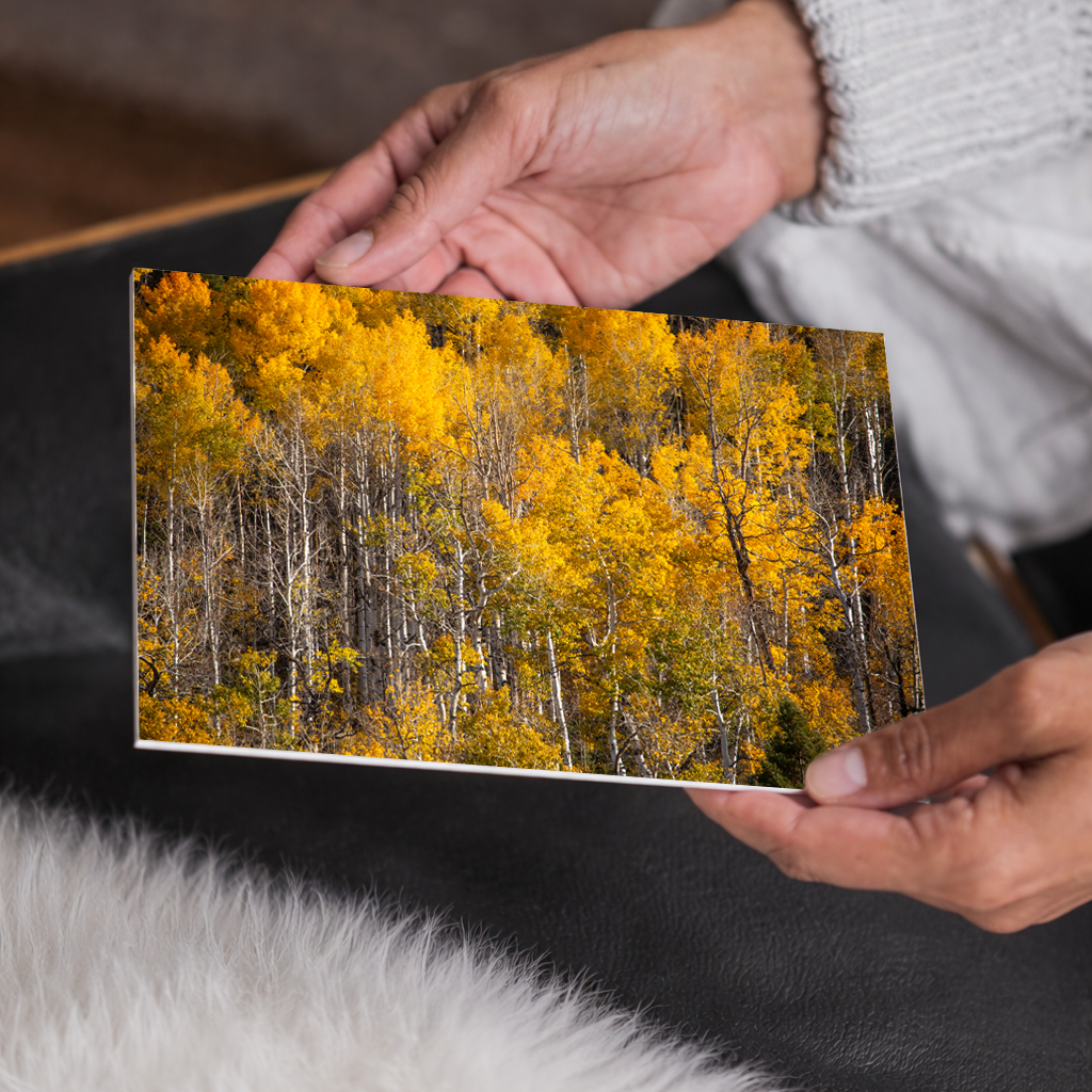 Birch Trees in Fall | Idaho Aspen Trees Canvas Wall Art