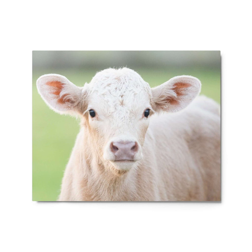Charolais Calf Canvas Wall Art