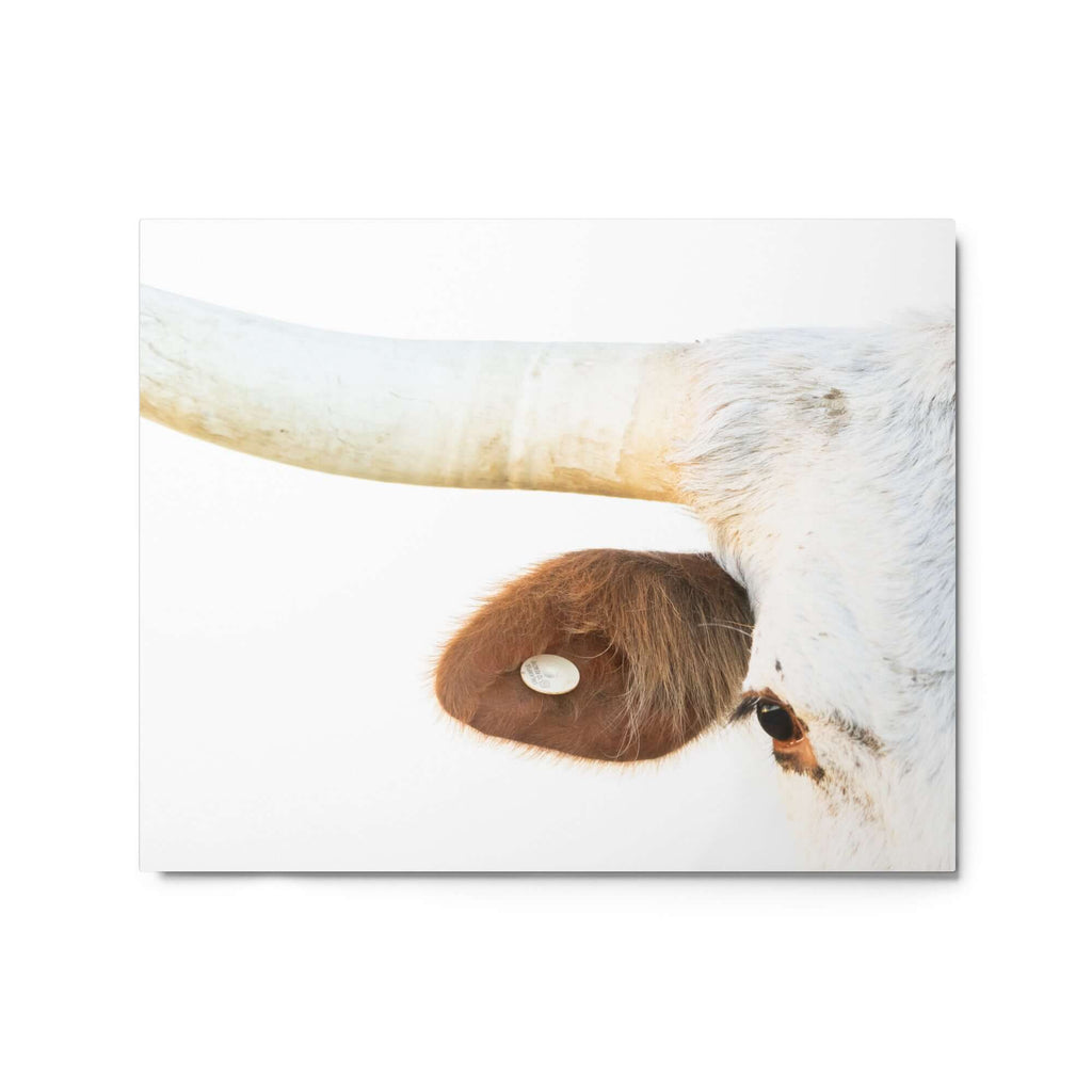 White Longhorn Cow 