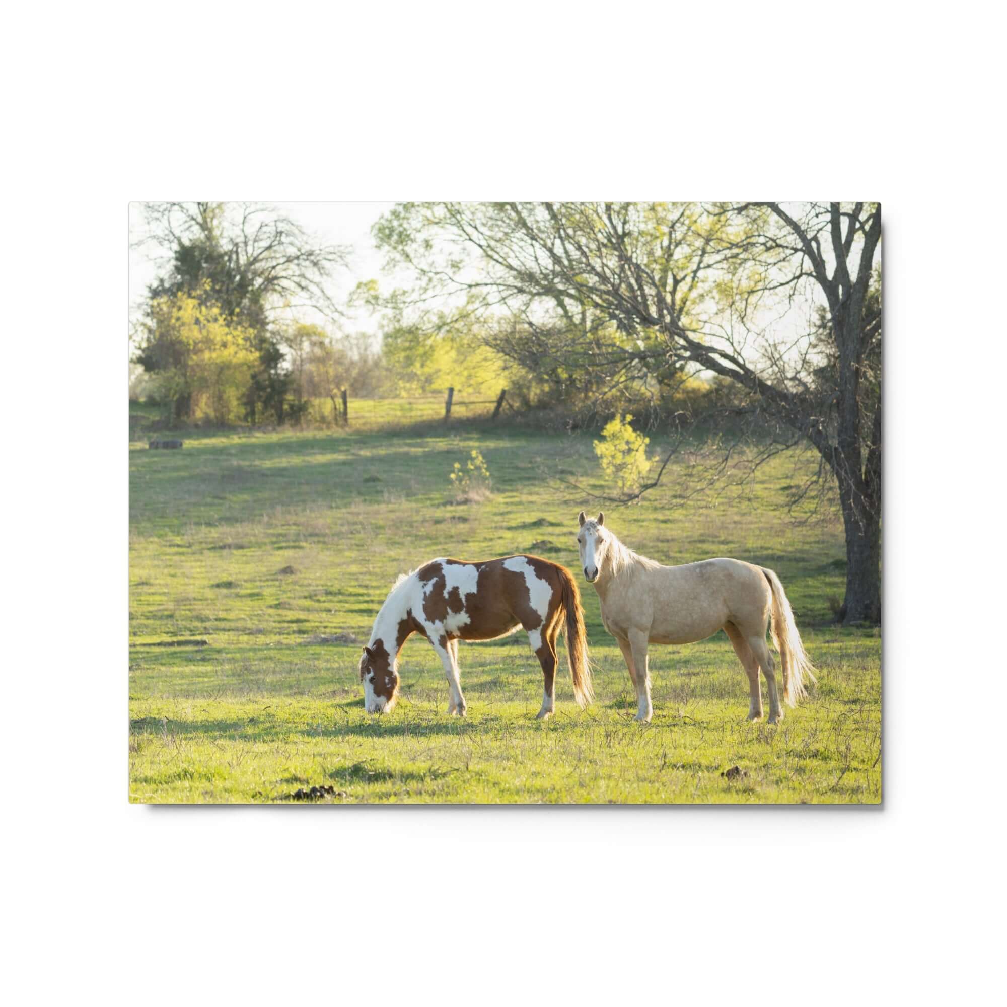 Horses in the Field