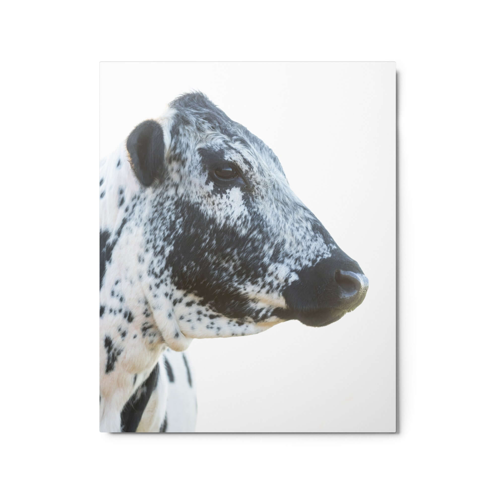 Black and White Cow