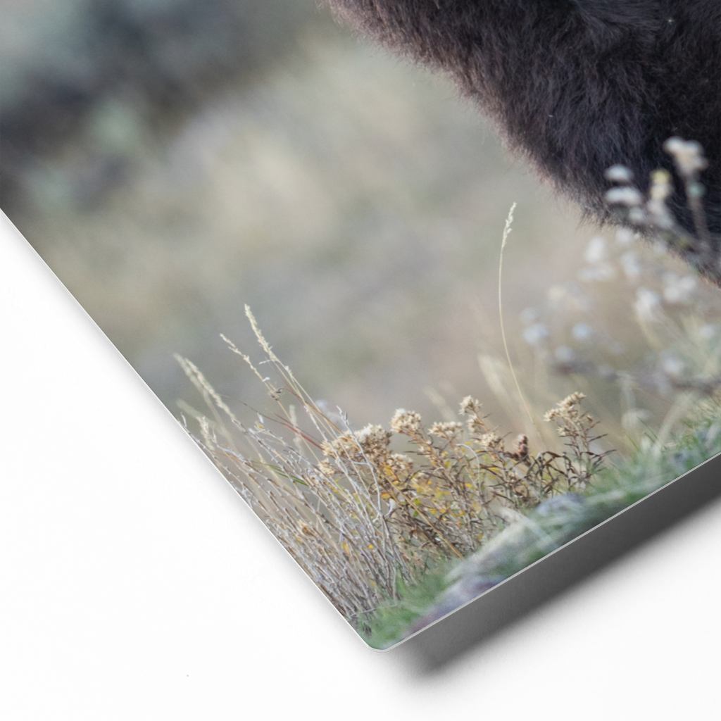 Bison Up Close Wall Art, Wildlife Photography Home Decor