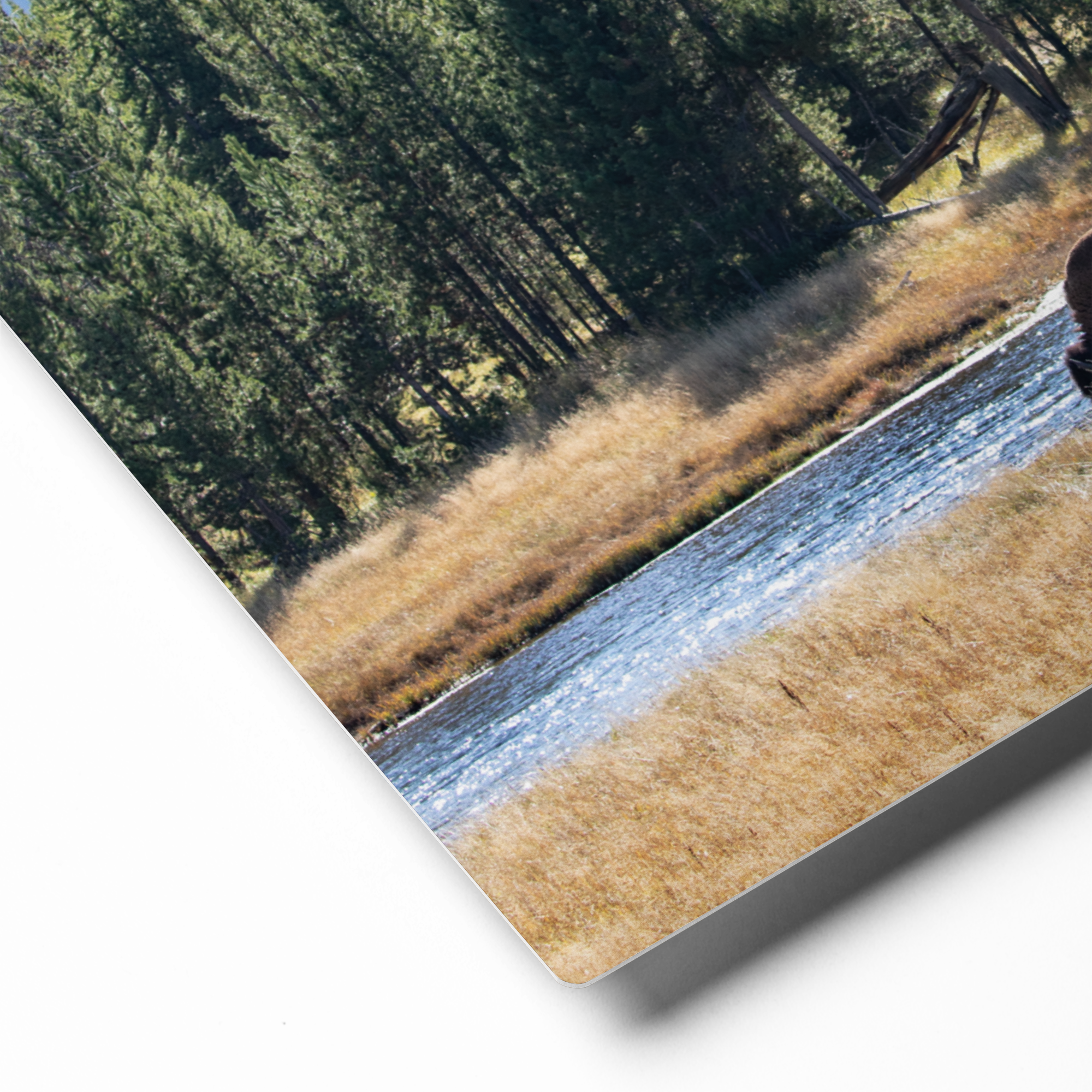 Buffalo by the River Canvas Wall Art