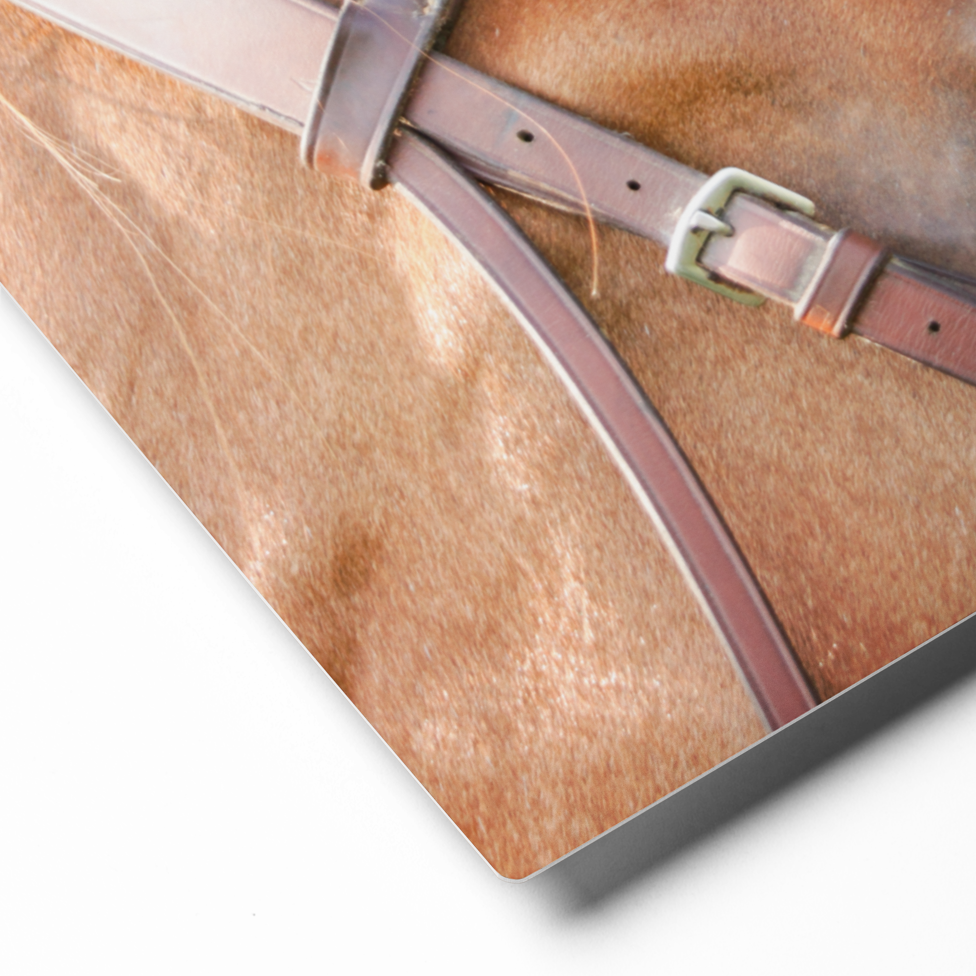 Chestnut Horse Close Up, Canvas Wall Art | Equestrian Home Decor
