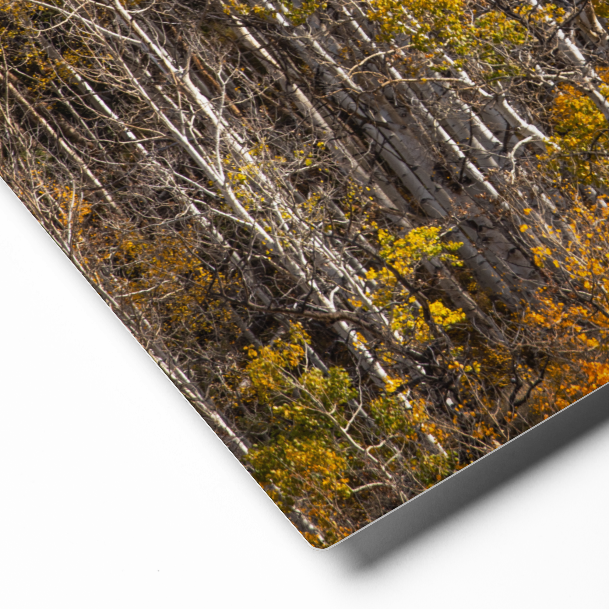 Birch Trees in Fall | Idaho Aspen Trees Canvas Wall Art