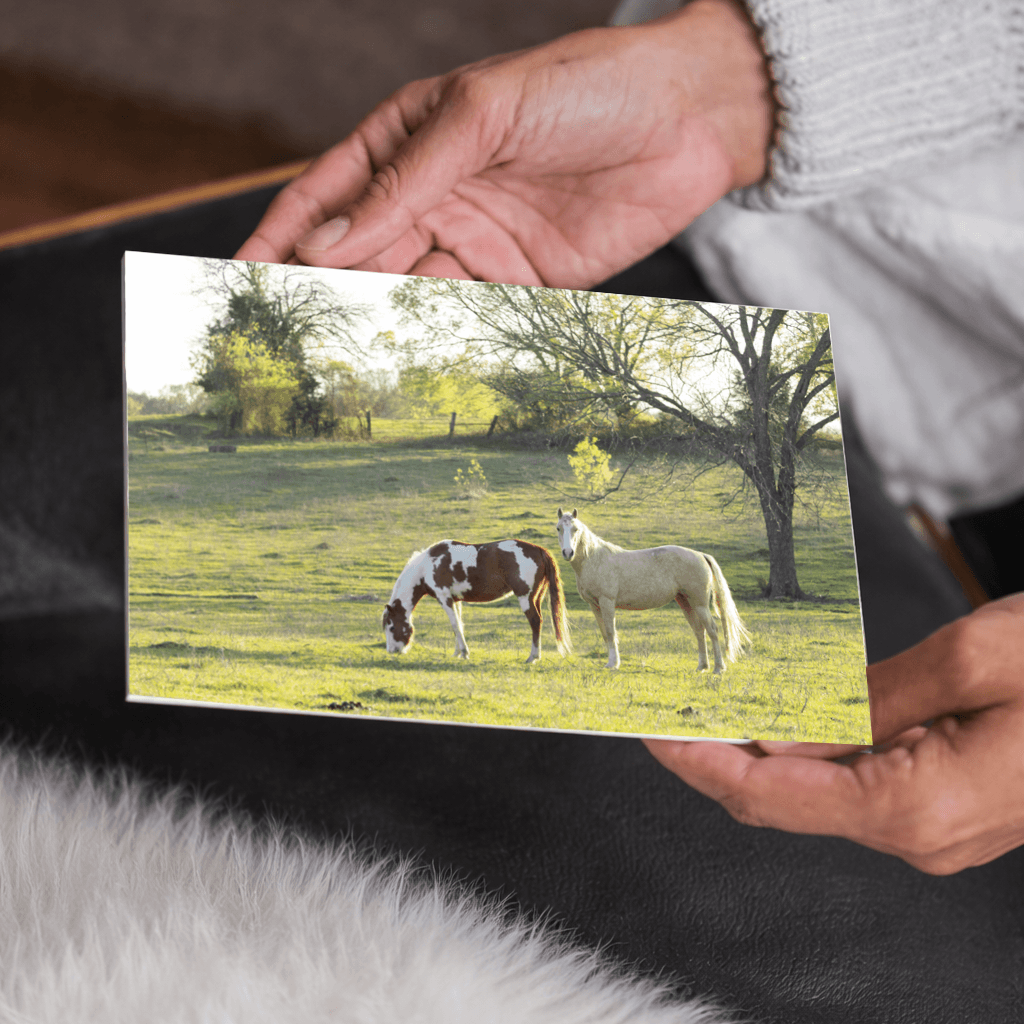 Horses in the Field