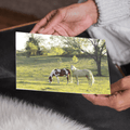 Horses in the Field